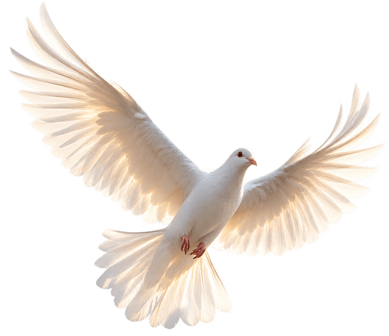Dove